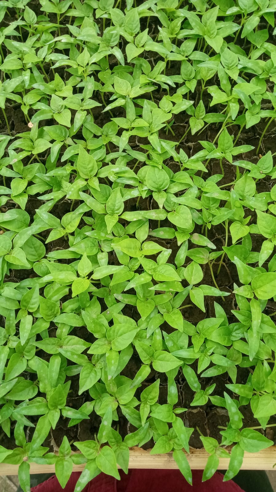 bibit cabai biasa ori